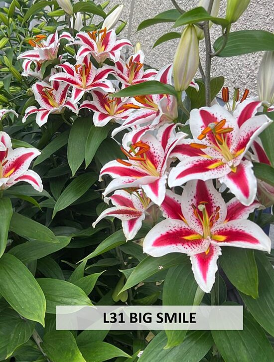 L31 BIG SMILE 