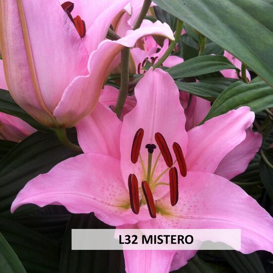 L32- MISTERO
