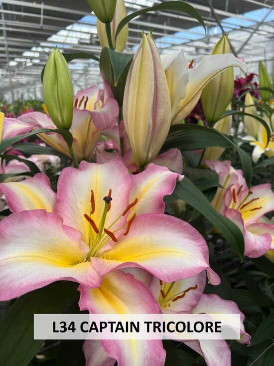 L34- CAPTAIN TRICOLORE