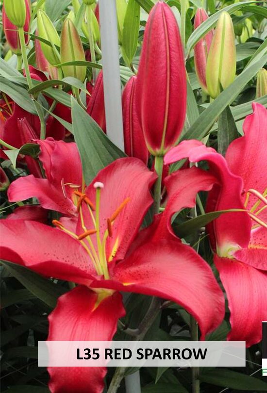 L35- RED SPAROW
