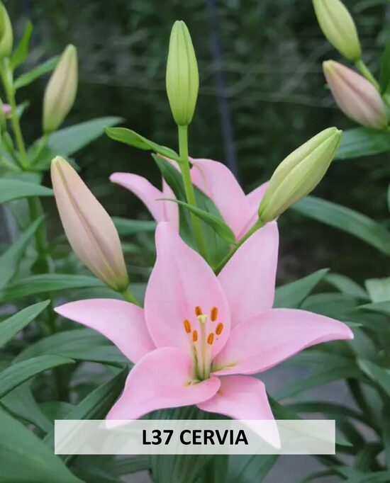 L37- CERVIA