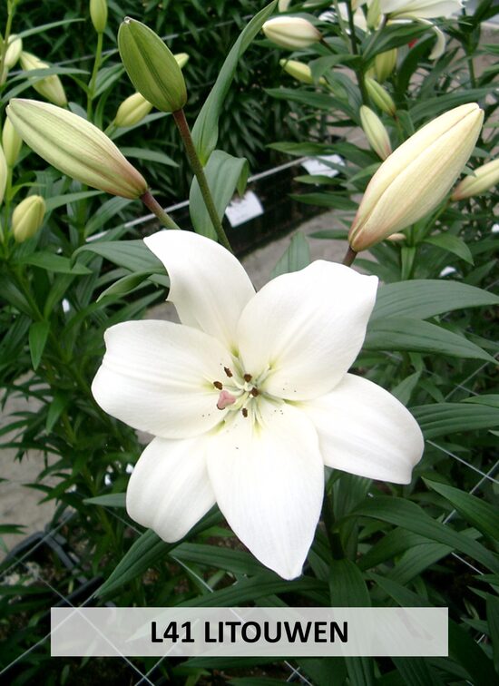 L41- LITOUEWEN