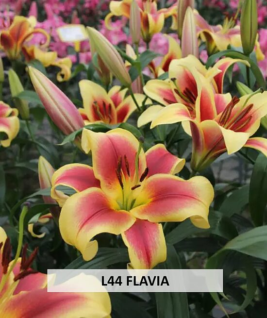 L44 FLAVIA