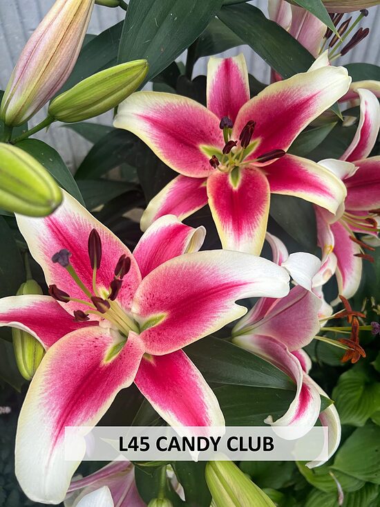 L45 CANDY CLUB