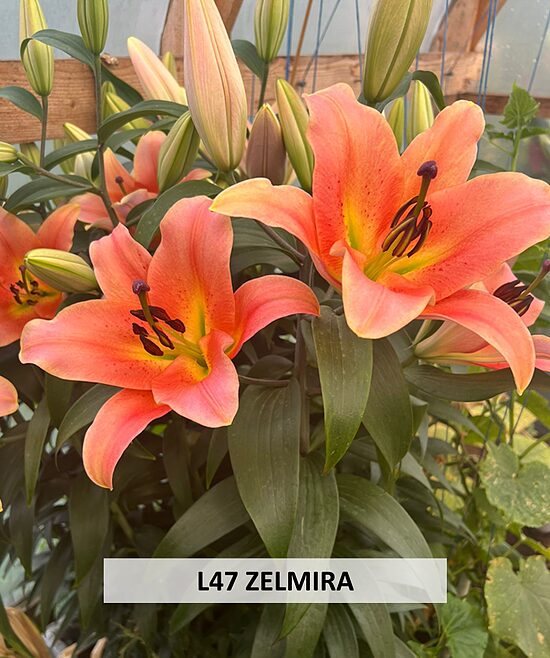 L47 ZELMIRA