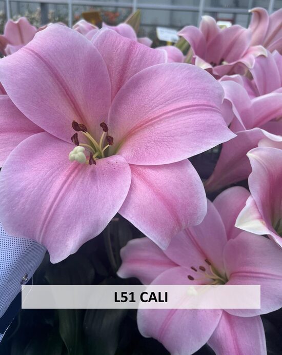 L51 - CALI 