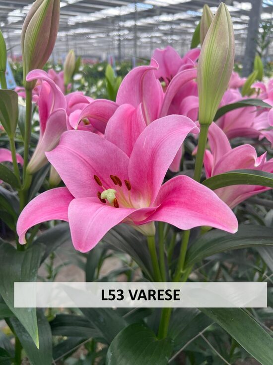 L53- VARESE