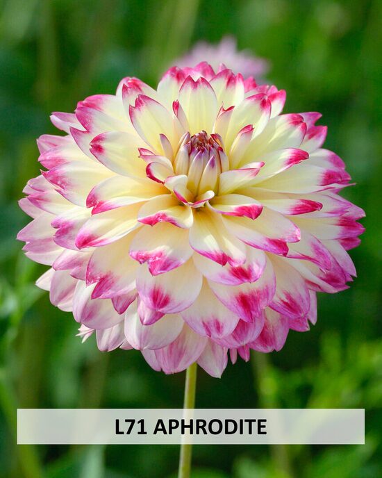L71 APHRODITE