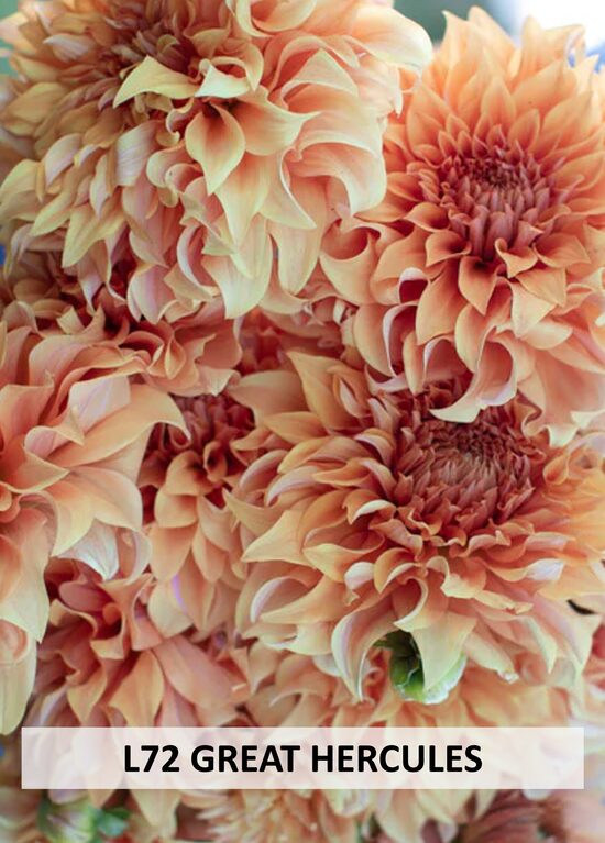 L72 GREAT HERCULES 