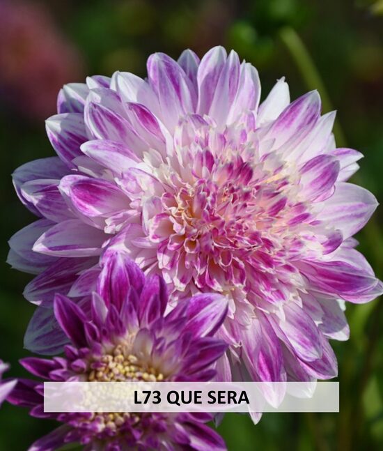 L73 QUE SERA 