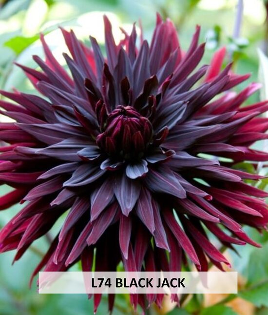 L74 BLACK JACK 