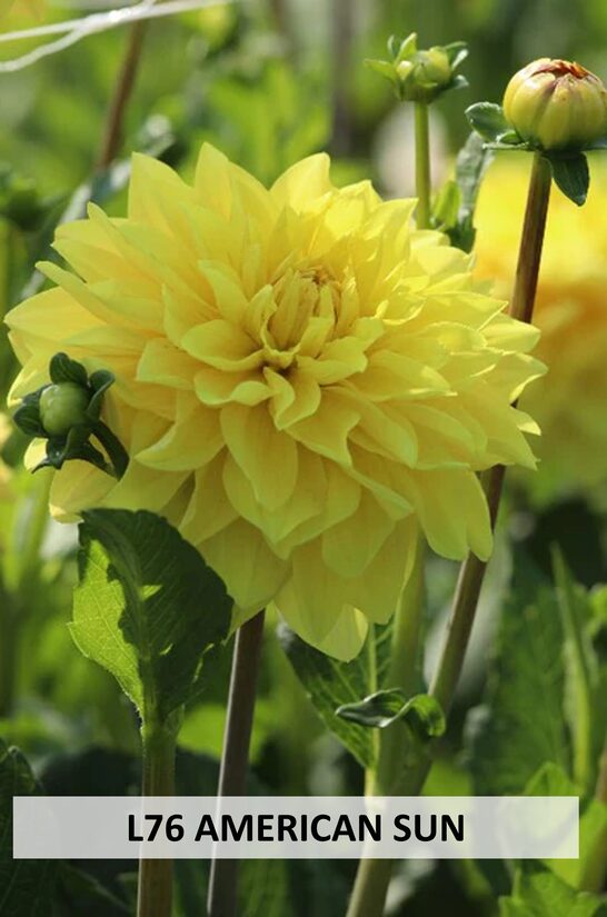L76 AMERICAN SUN