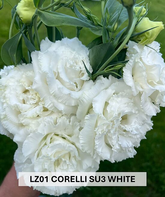 Z01 Corelli SU 3 White (500gab)