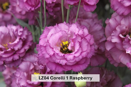 LZ04 Corelli 1 Raspberry  10gab