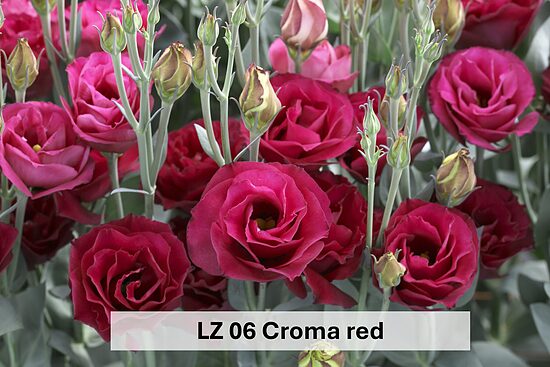 LZ 06 Croma red  10gab