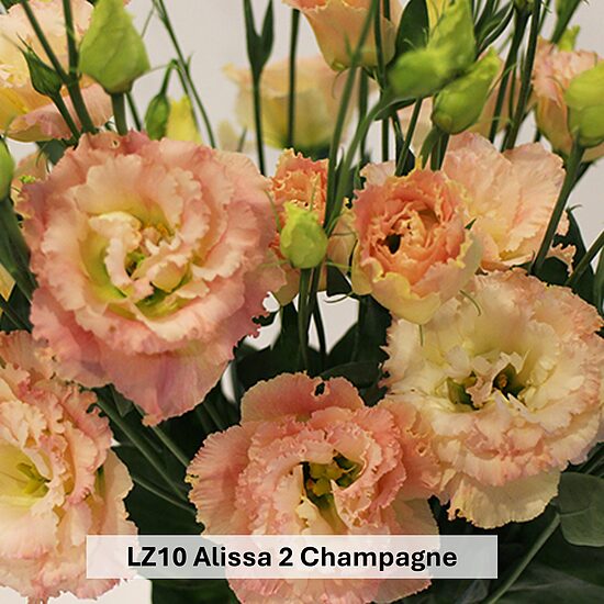 LZ10 Alissa 2 Champagne (500gab)