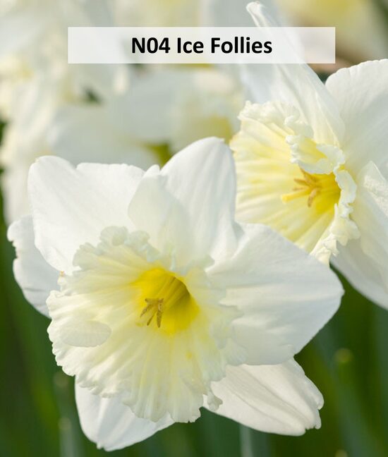  Ice Follies 5gab