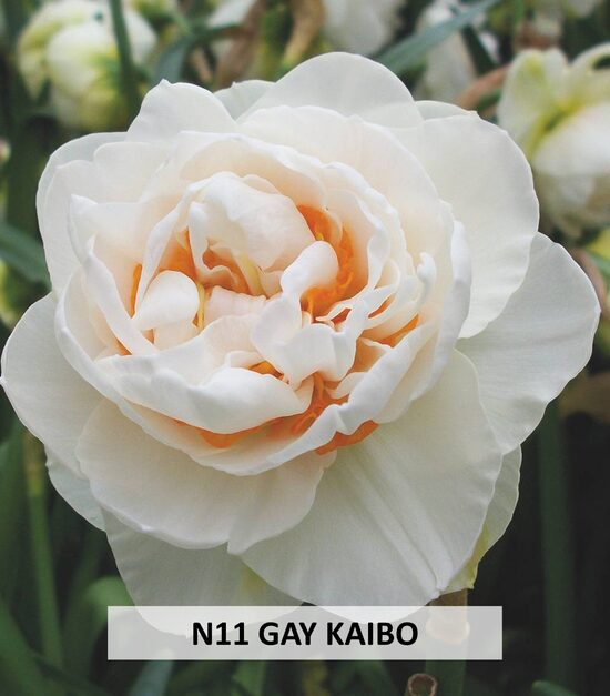 Gay Kybo 5gab