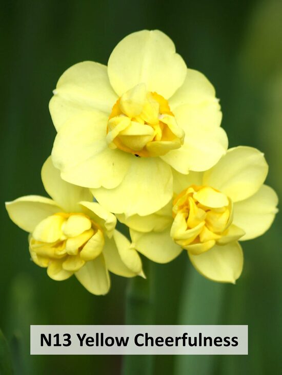 Yellow Cheerfulness 5gab 