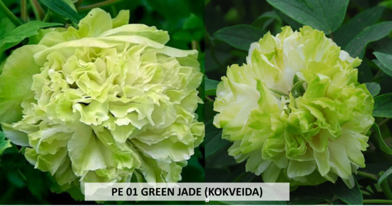 PE 01 GREEN JADE 