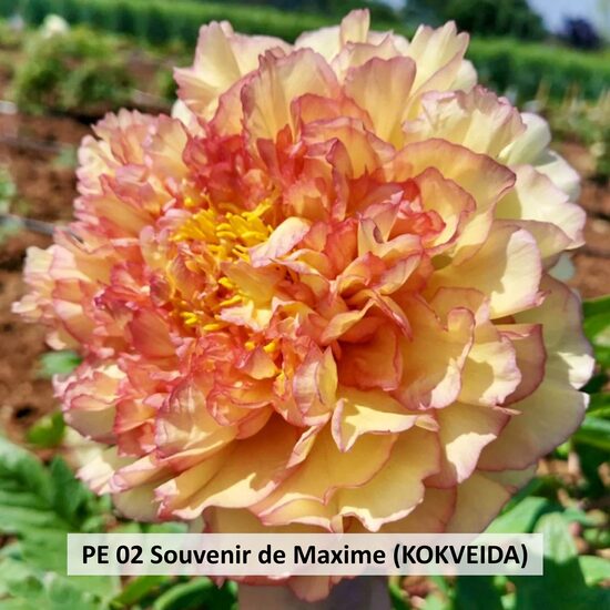 PE 02 Souvenir de Maxime 