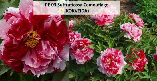 PE 03 Suffruticosa Camouflage 