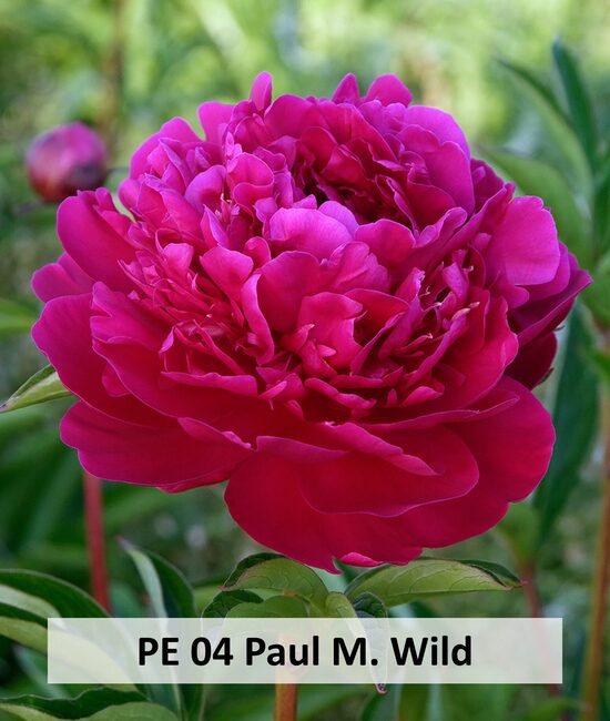 PE 04 Paul M. Wild
