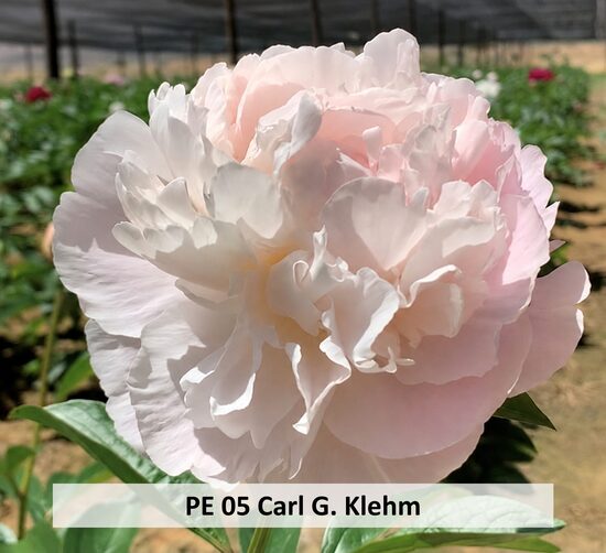 PE 05 Carl G. Klehm