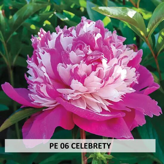 PE 06 CELEBRETY