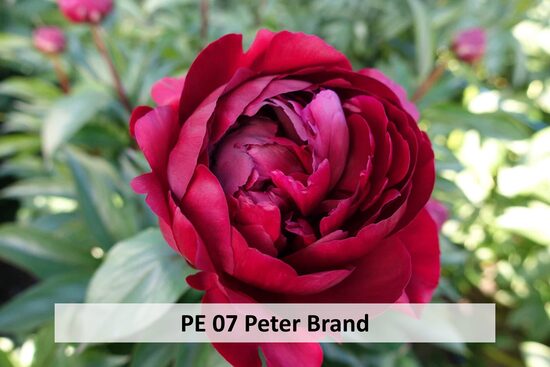 PE 07 Peter Brand