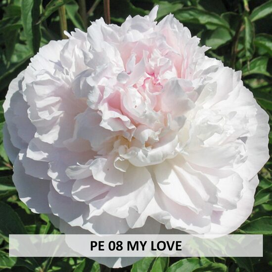 PE 08 MY LOVE