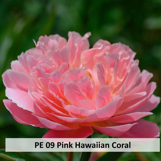 PE 09 Pink Hawaiian Coral