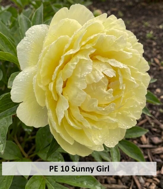 PE 10 Sunny Girl 