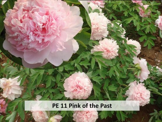 PE 11 Pink of the Past