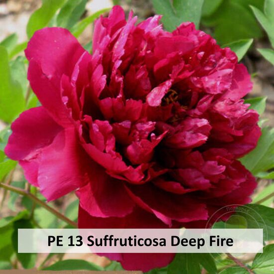 PE 13 Suffruticosa Deep Fire