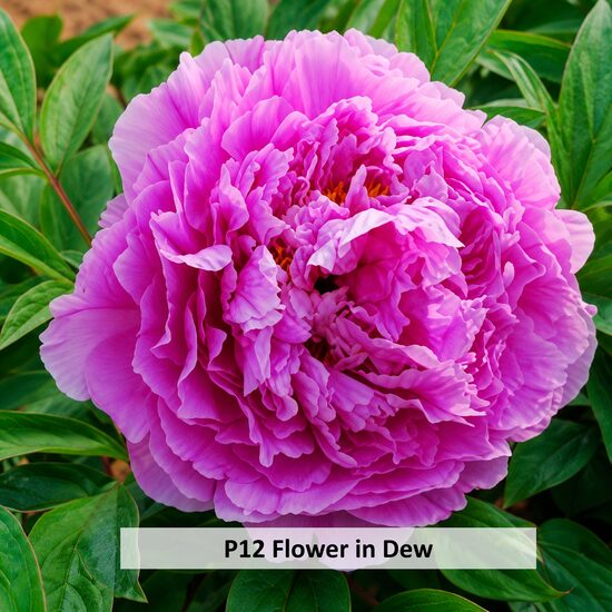 P12 Flower in Dew