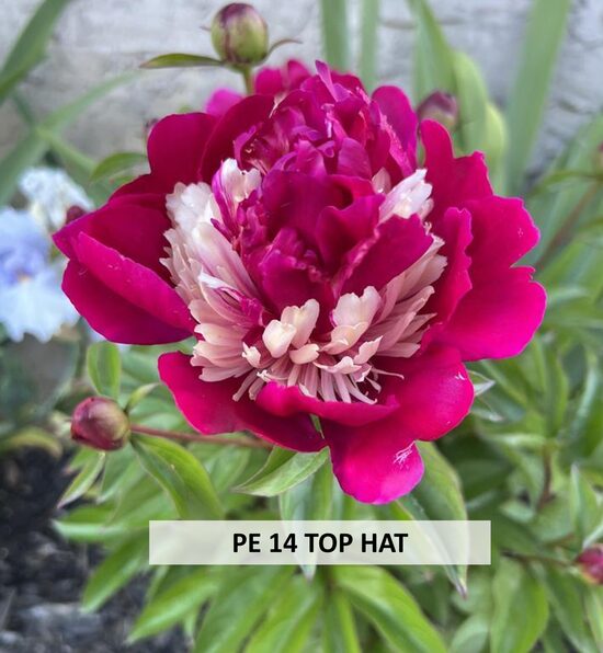 PE 14 TOP HAT