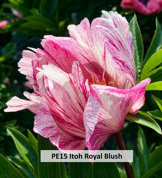 PE15 Itoh Royal Blush 