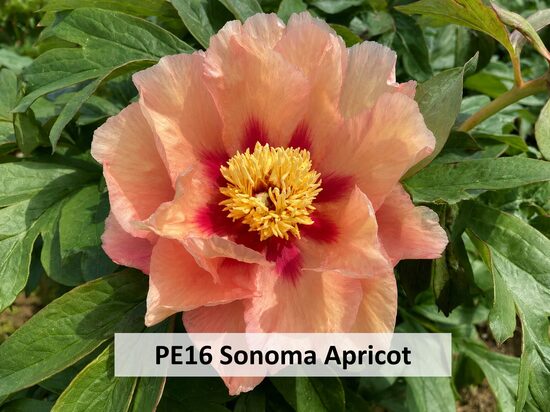 PE16 ITOH Sonoma Apricot