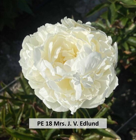PE 18 Mrs. J. V. Edlund