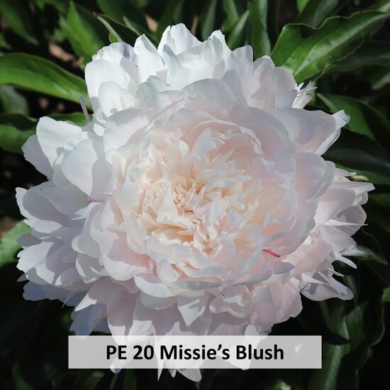 PE 20 Missie’s Blush