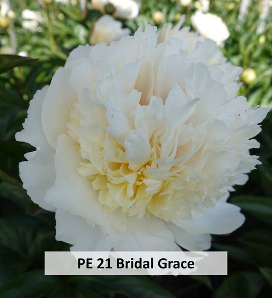 PE 21 Bridal Grace 