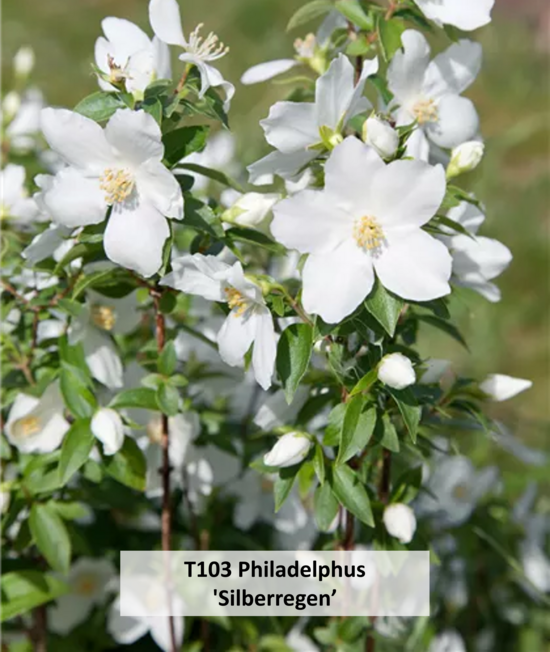 T103 Philadelphus 'Silberregen’