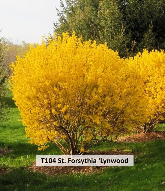 T104 St. Forsythia 'Lynwood 