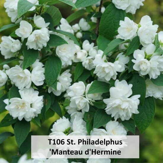 T106 St. Philadelphus 'Manteau d'Hermine 