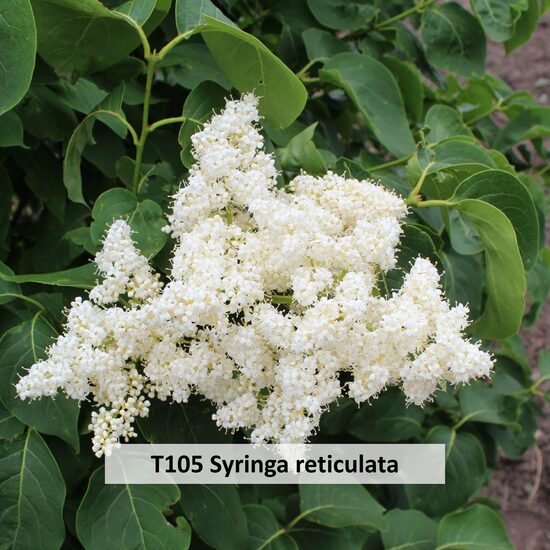 T105 Syringa reticulata