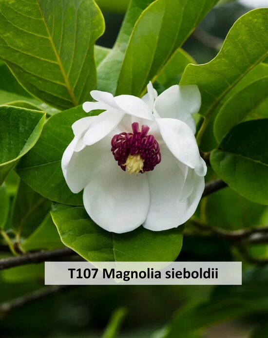 T107 Magnolia sieboldii