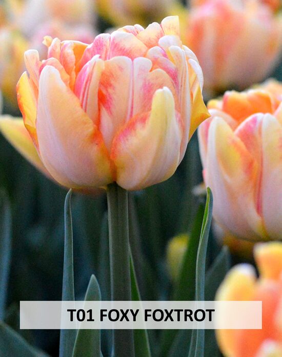  FOXY FOXTROT  5 gab 