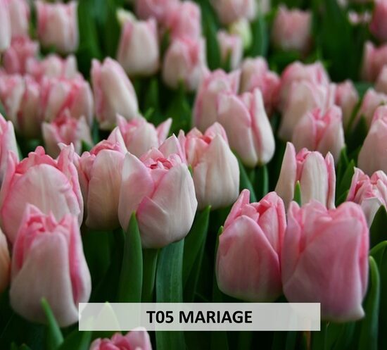  MARIAGE 5gab 