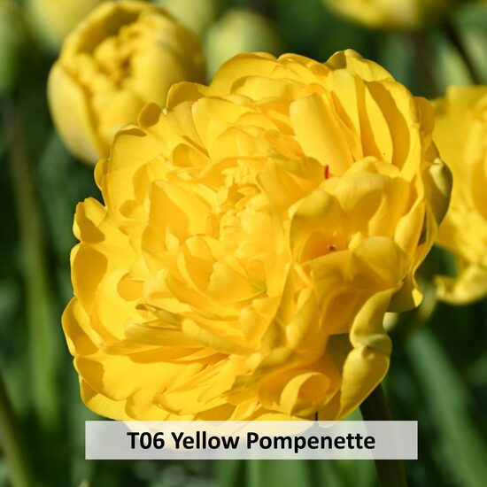  Yellow Pompenette 5gab